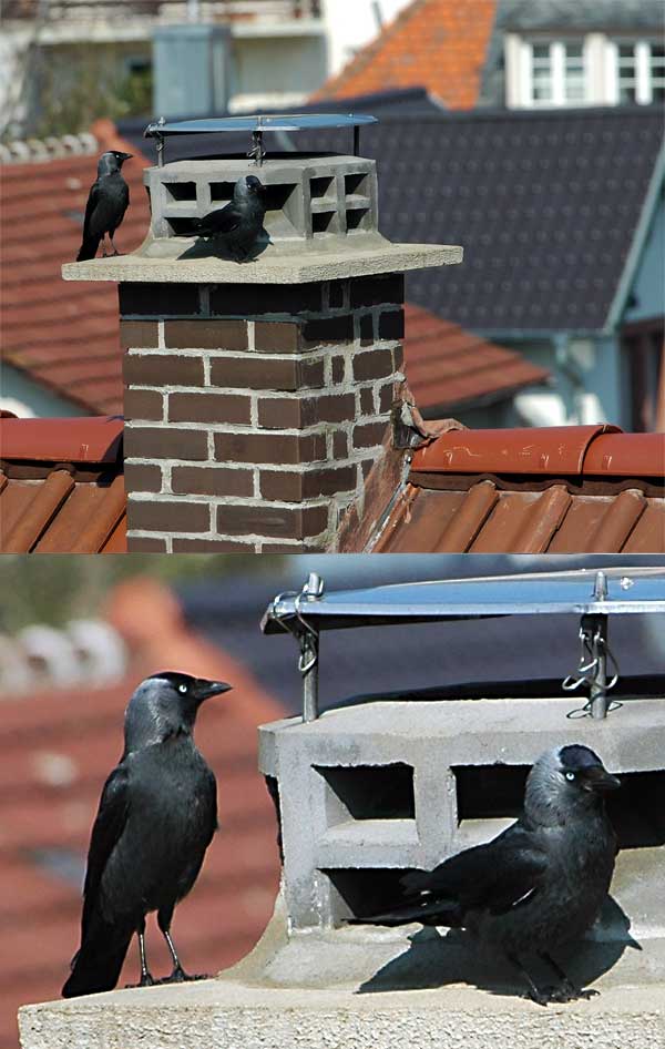 Dohlen - Eurasian Jackdaws (Corvus monedula)