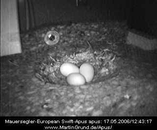 3 Eier im Giebelkasten Nr. 1