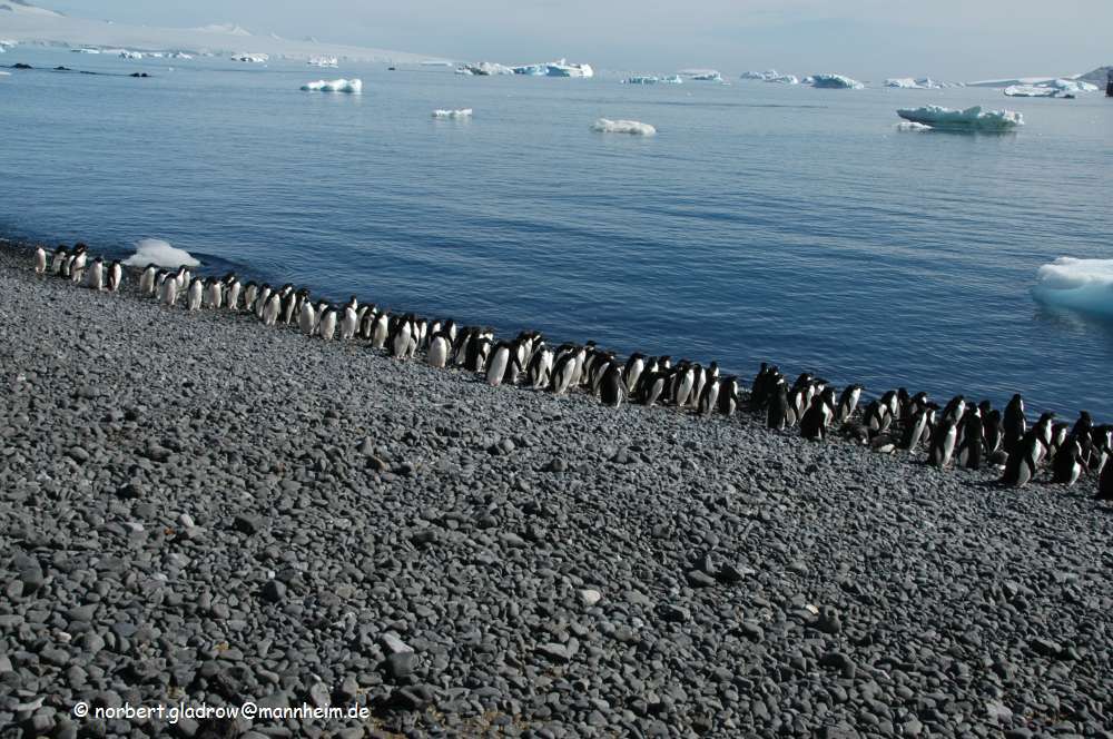 Ad�liepinguine auf dem Weg zum Wasser 2