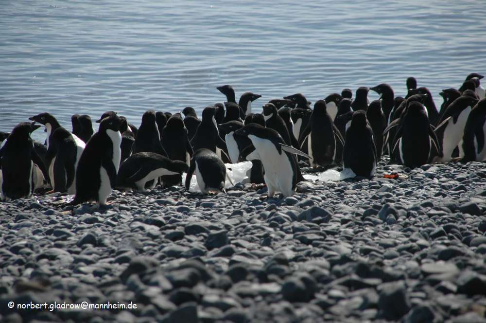 Ad�liepinguine auf dem Weg zum Wasser 7