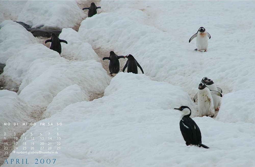 Eselspinguine mit Blauaugenkormoran