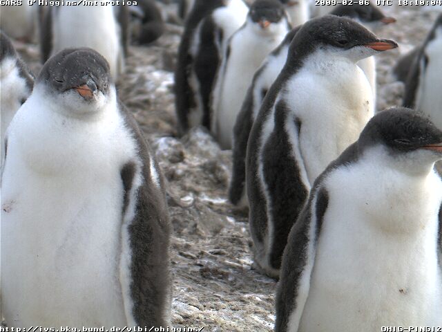 20090206 1810 ohig-pingi-2az
