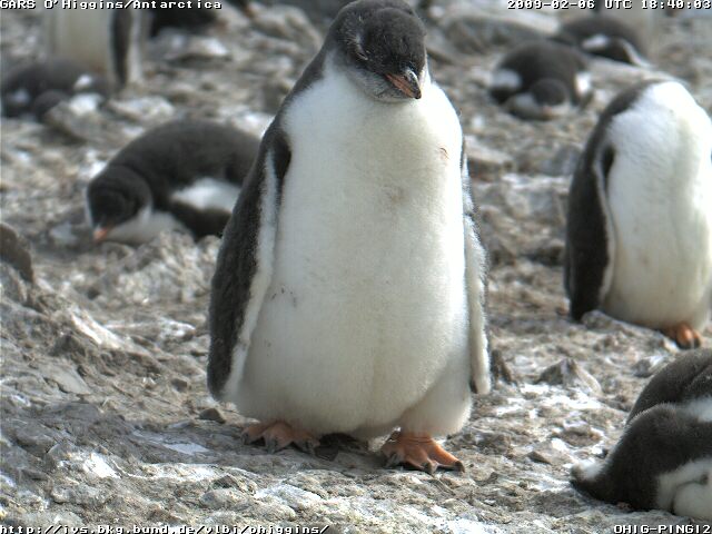 20090206 1840 ohig-pingi-2az