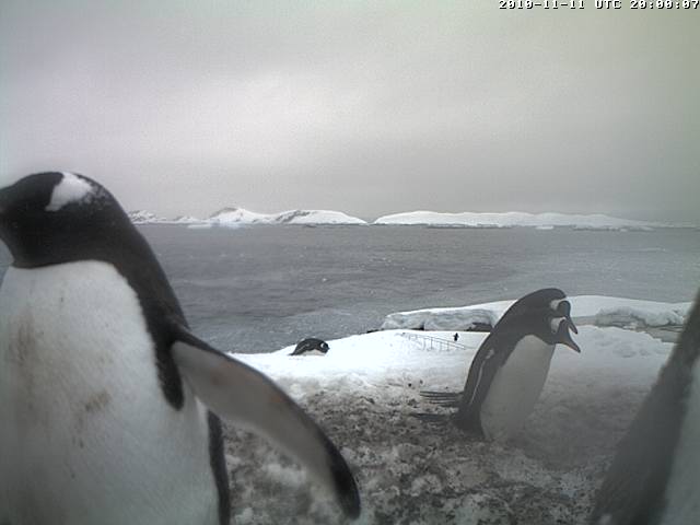 Rarit�t: Der 2-k�pfige Pinguin.