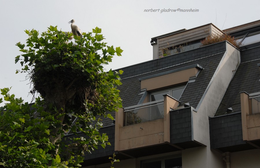 Strasbourg
