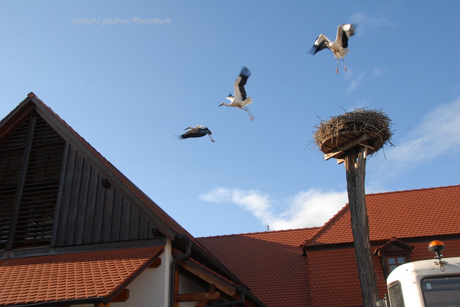 Storchenzentrum