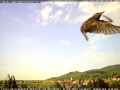 Junger Star (Sturnus vulgaris)