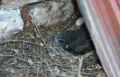 Altes Nest mit dem Ungl�cksvogel