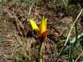 Tulipa sylvestris Tulipa sylvestris