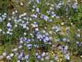 Lein (Linum perenne)