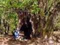 Unterwegs in alten E�Kastanien-W�ldern