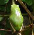 Laubfrosch