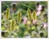 Platt�hrengras - Uniola latifolia