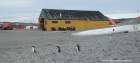 Adéliepinguine maschieren durch die Station Adéliepinguine maschieren durch die Station
