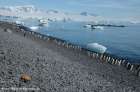 Ad�liepinguine auf dem Weg zum Wasser 1