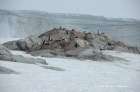 Eselspinguine Petermann Island