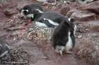 Eselspinguine Petermann Island