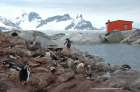 Eselspinguine Petermann Island