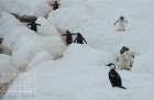 Eselspinguine mit Blauaugenkormoran