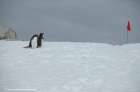 Petermann Island Eselspinguine