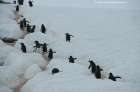 Pinguinautobahn 1 Pinguinautobahn 1