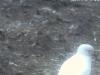 20090221 2330 ohig-pingi-2az