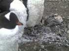 Many feathers