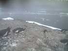 Adeliepinguin ganz sch�chtern