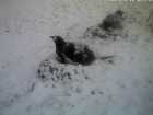 ... es schneit schon wieder