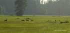 4  Rehe & 2 Kr�hen