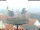 Auch das hintere Nest ist besetzt >>... Auch das hintere Nest ist besetzt >>...