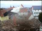 12uhr16 "fremder" beringter Storch