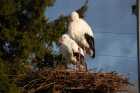 Das neue Nest Das neue Nest