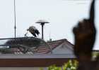 Nest "Senderstorch"
