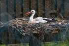 Nest