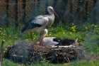 Nest Voliere