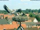 F�tterungen der Raubtiere