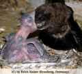F�tterung -- feeding