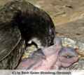 F�tterung -- feeding